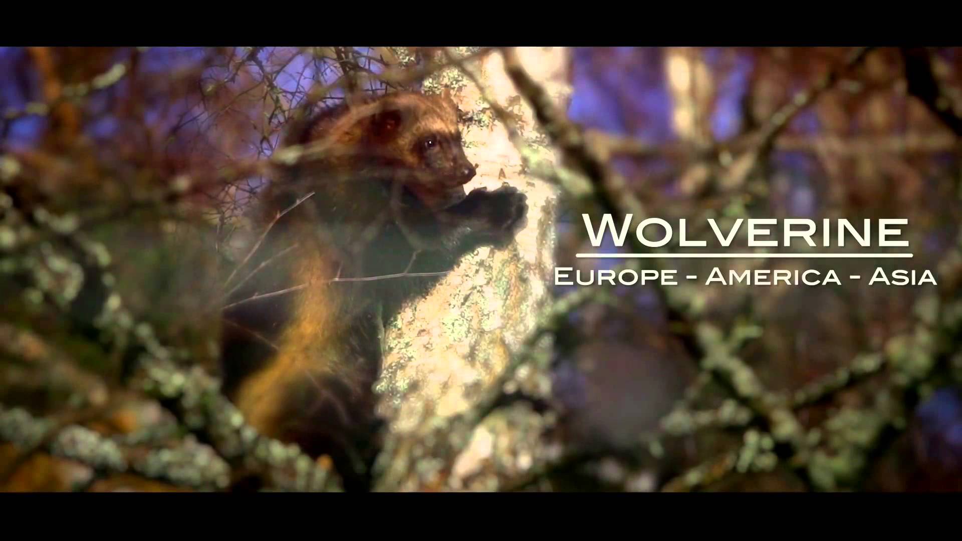 Highland wildlife park webcam